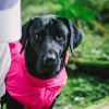 Dog Coats Small Waterproof,Warm Outfit Clothes Dog Jackets Small,Adjustable Drawstring Warm And Cozy Dog Sport Vest-pinksize 2XL