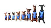 GF Pet Elasto-Fit Ice Vest - Blue